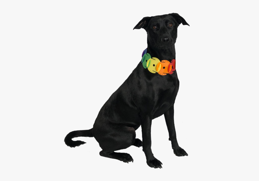 Bear Sc Necklace - Dog Catches Something, HD Png Download