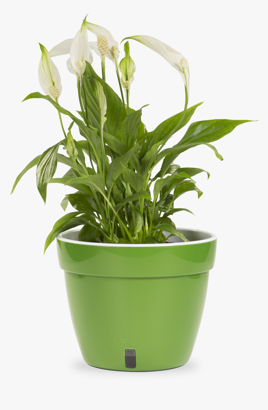 Flowerpot, HD Png Download