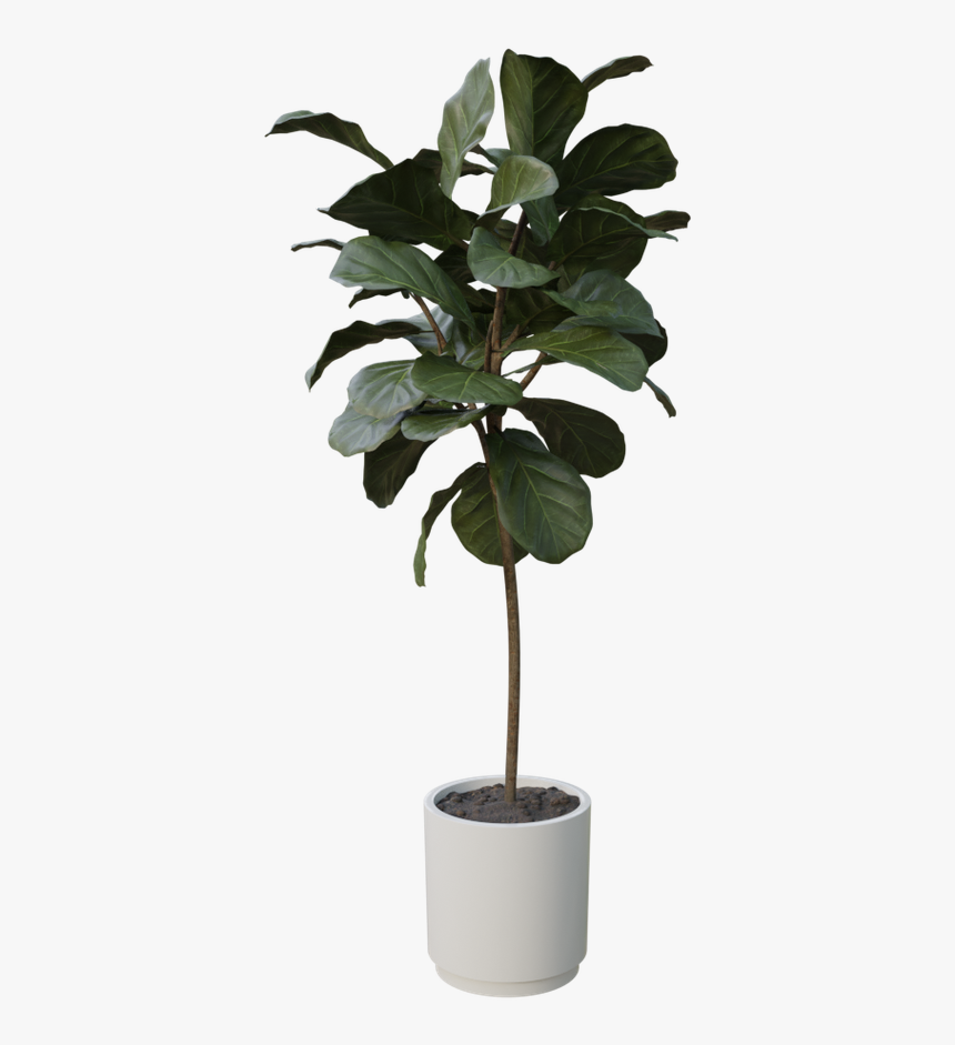 Houseplant, HD Png Download