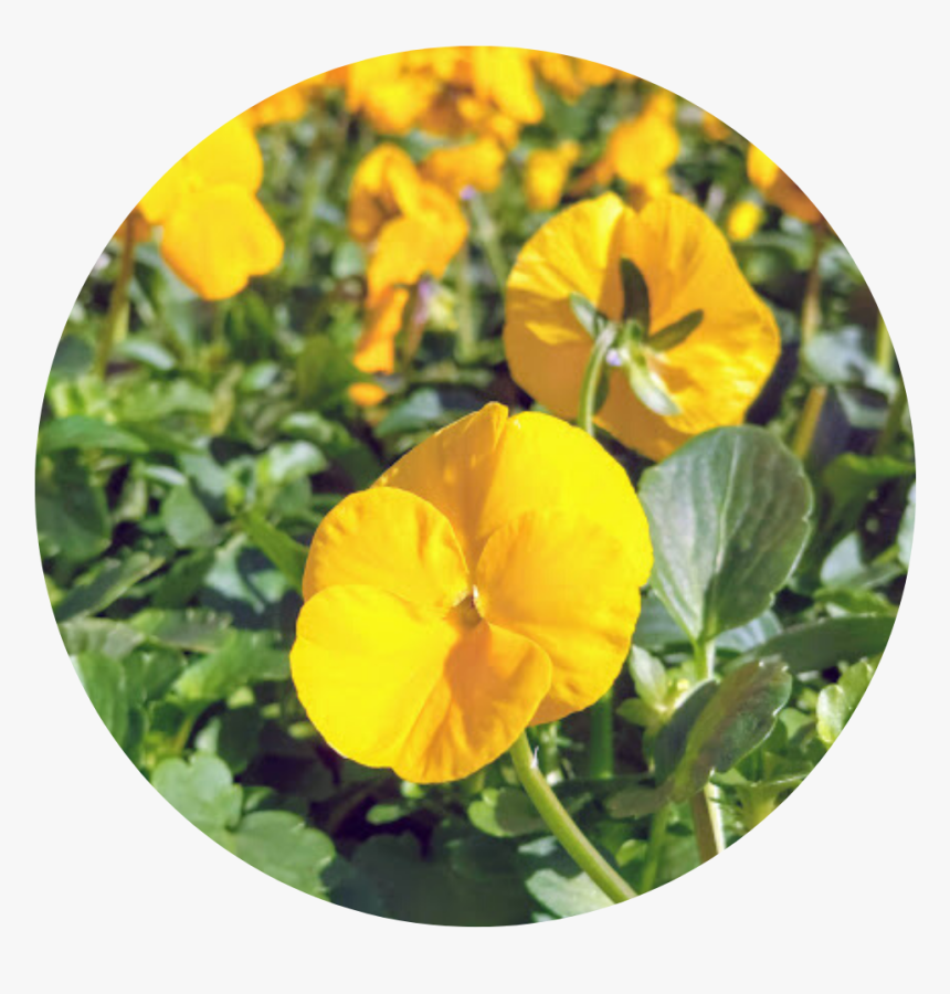 Outdoor Potted Plants Png, Transparent Png