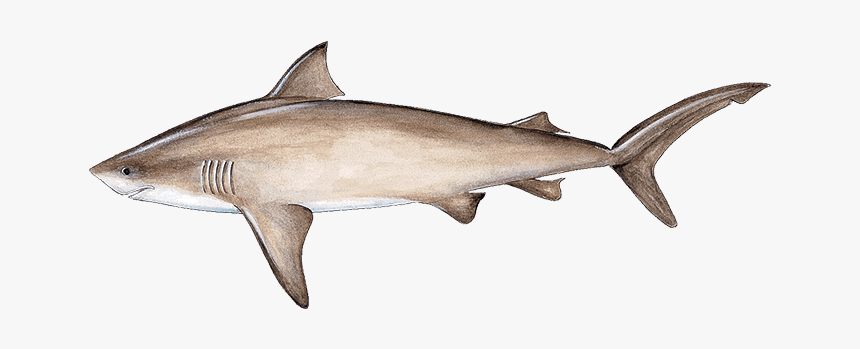 Bull Shark, HD Png Download