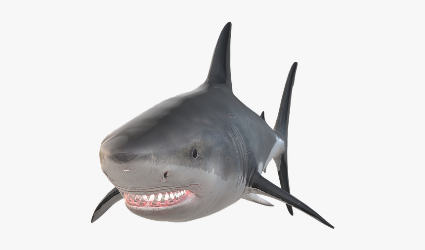 Great White Shark, HD Png Download