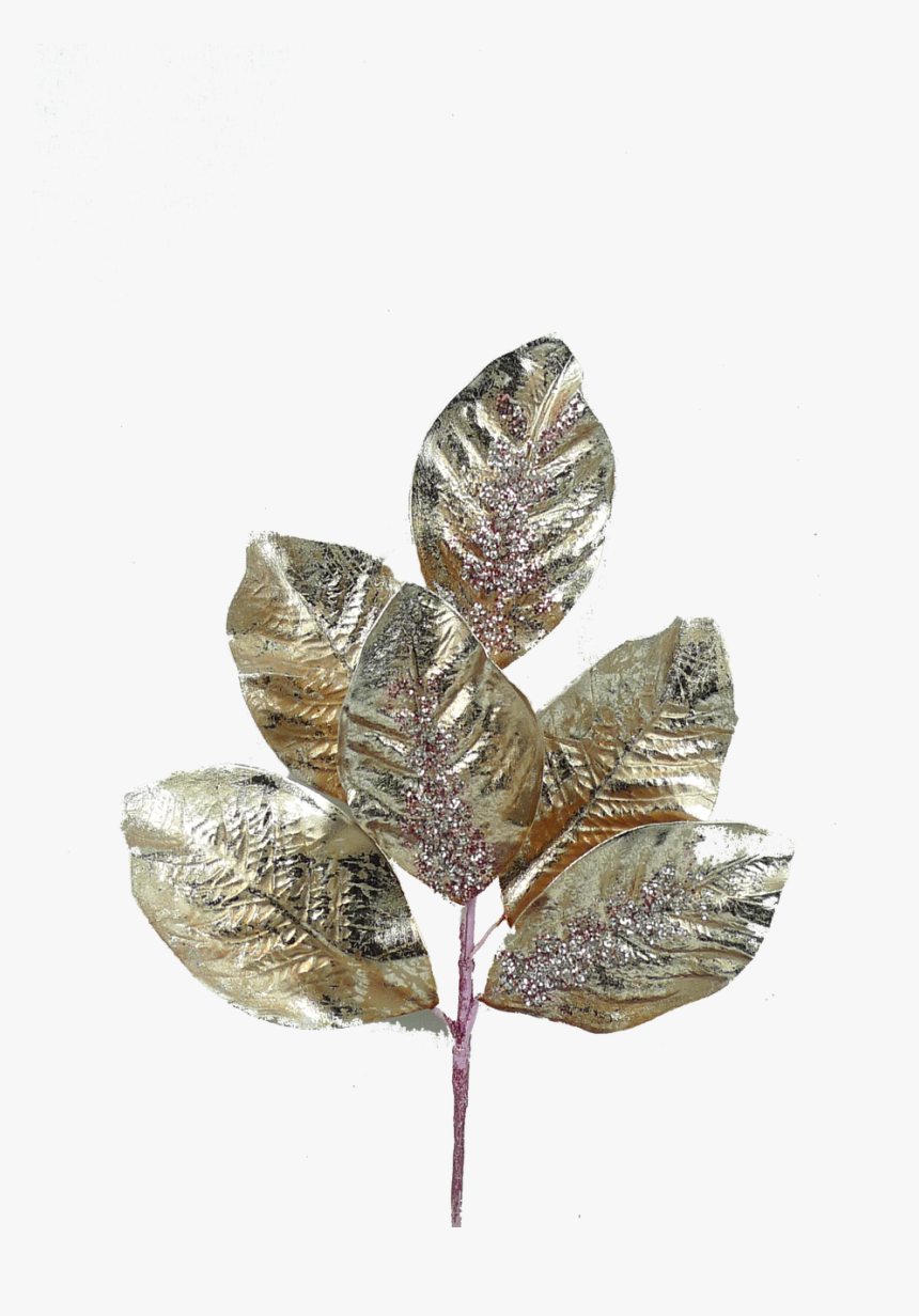 16 - Pond Pine, HD Png Download