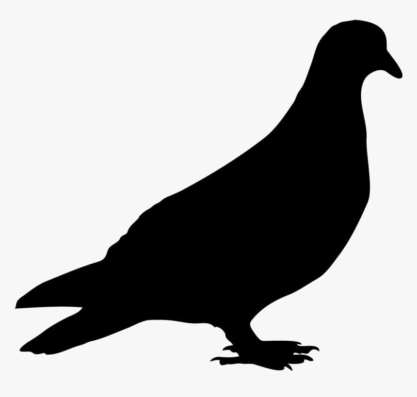 Pigeon Black And White, HD Png Download