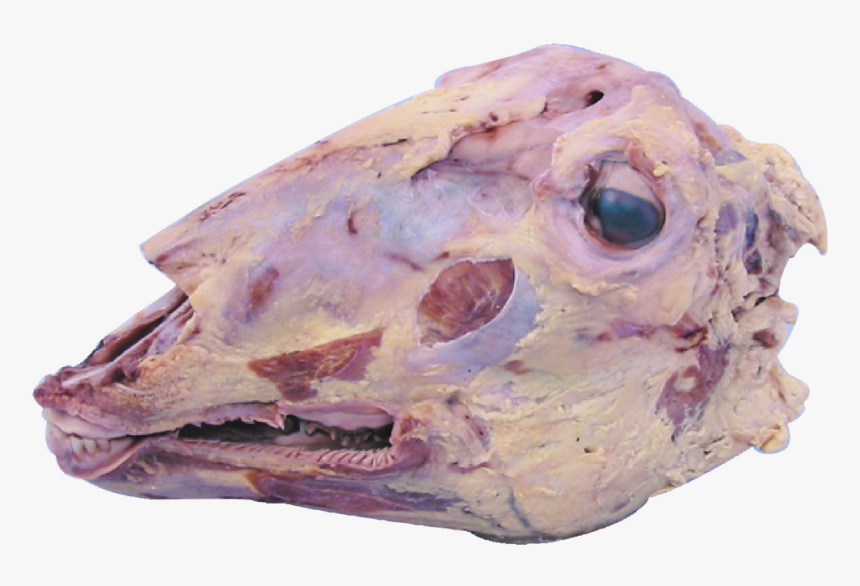 Meat, HD Png Download