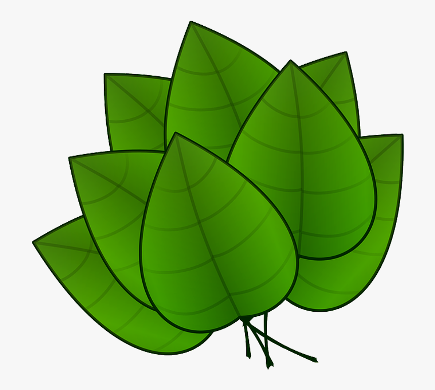 Clip Art Da Maconha Em Quero - Parts Of Plants Leaves, HD Png Download