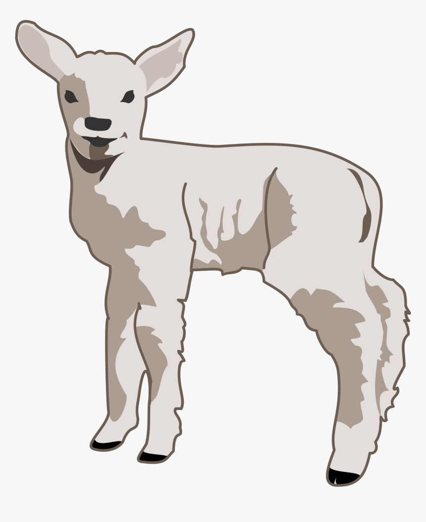 Young Lamb Clip Arts - Lamb Clipart, HD Png Download