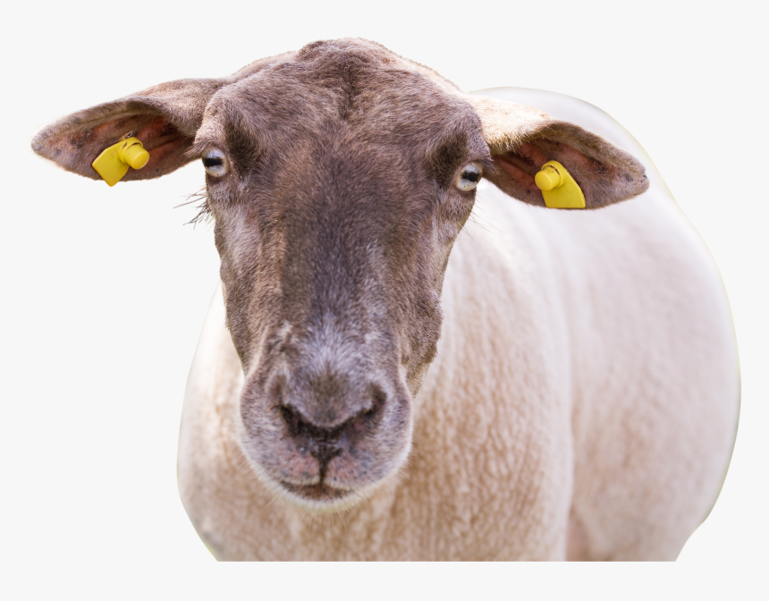 Sheep, HD Png Download