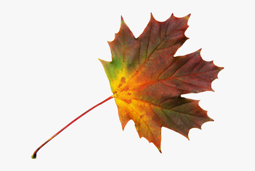 Png File Folhas Maple Png - Dried Leaf Png, Transparent Png