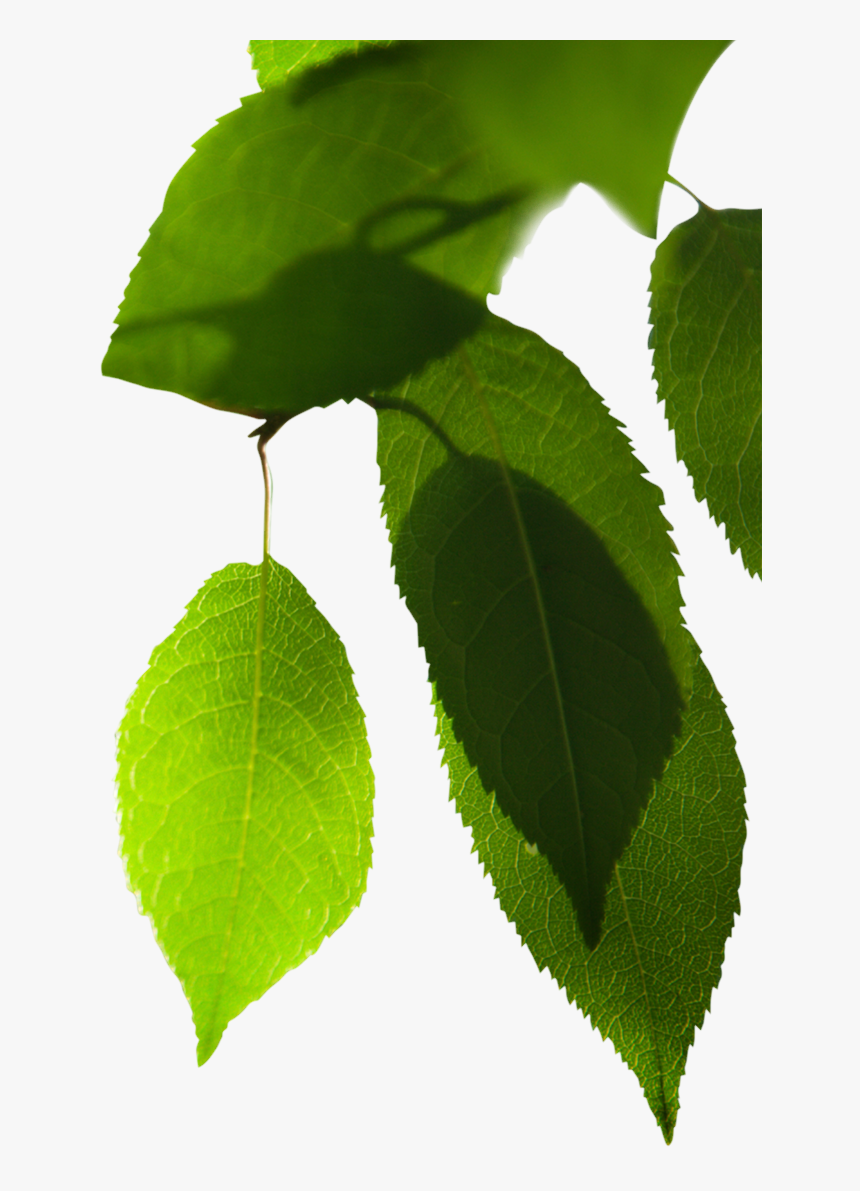 Em Qualquer Loja Mil Folhas Vita - Folha De Jambu Png, Transparent Png