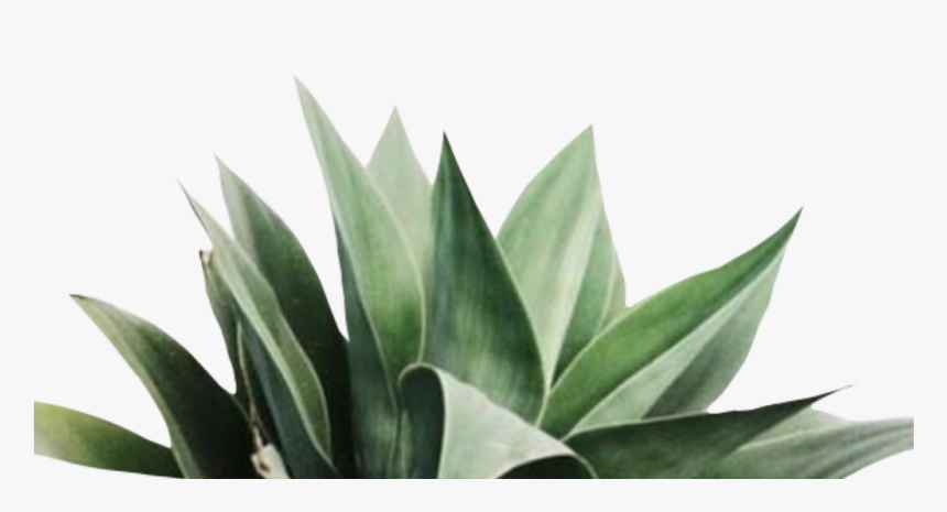 #png #folhas #plantas #plants #flores #flowers #freetoedit - Iphone Screen Saver White, Transparent Png