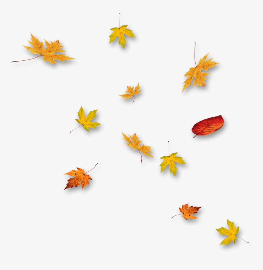 Autumn, HD Png Download