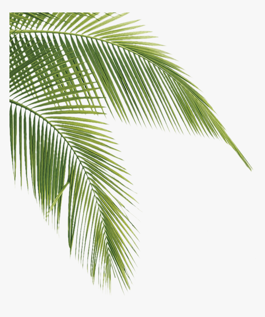 After Three Decades In Business, We Ve Discovered The - Transparent Palm Tree Leaves, HD Png Download