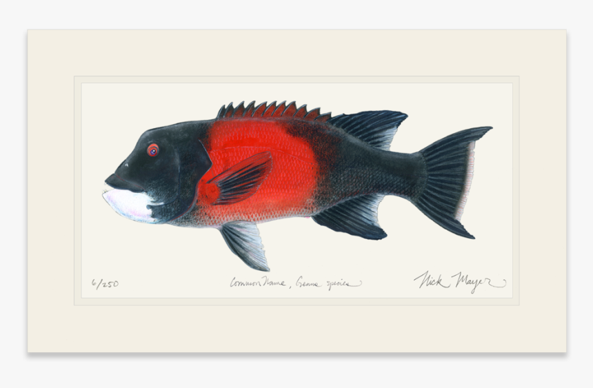 Bull California Sheephead - California Sheephead, HD Png Download