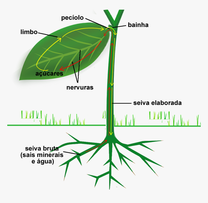 Family Tree, HD Png Download
