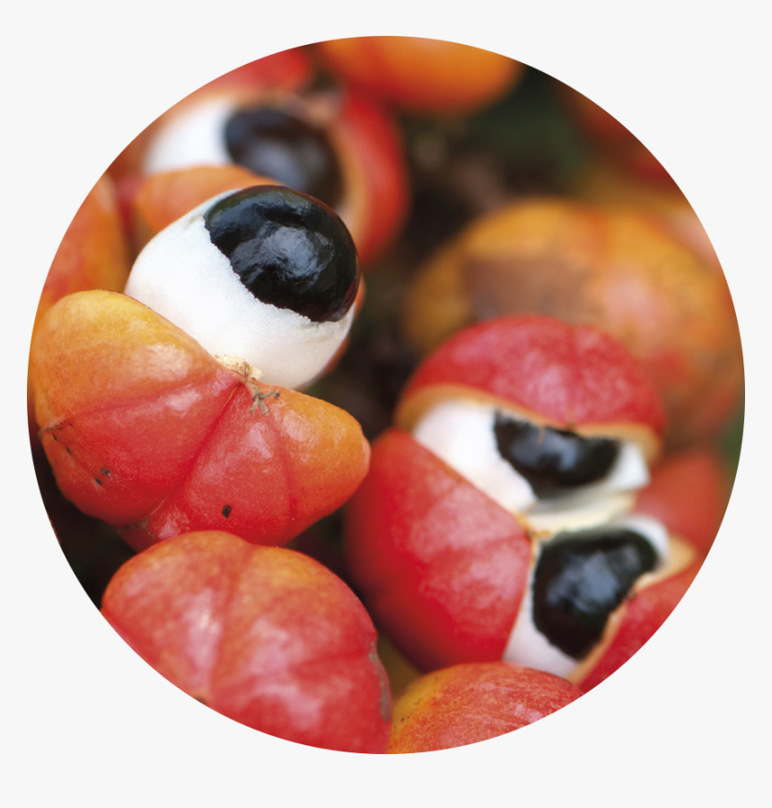 Guarana, HD Png Download