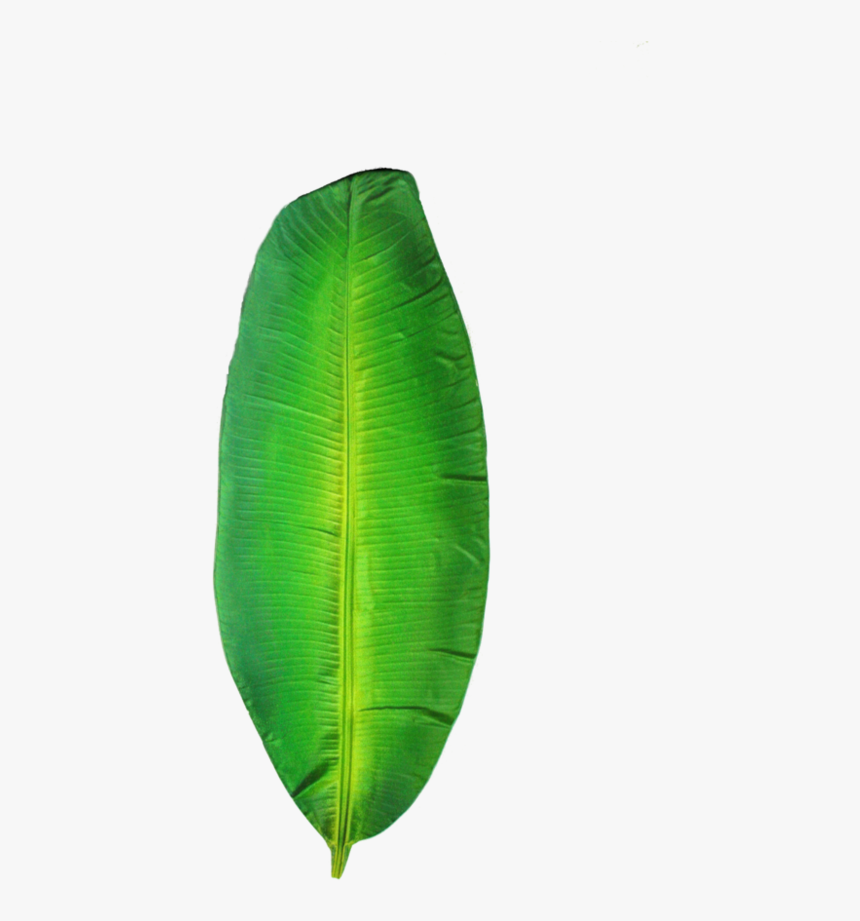 Folha De Bananeira - Ensete, HD Png Download