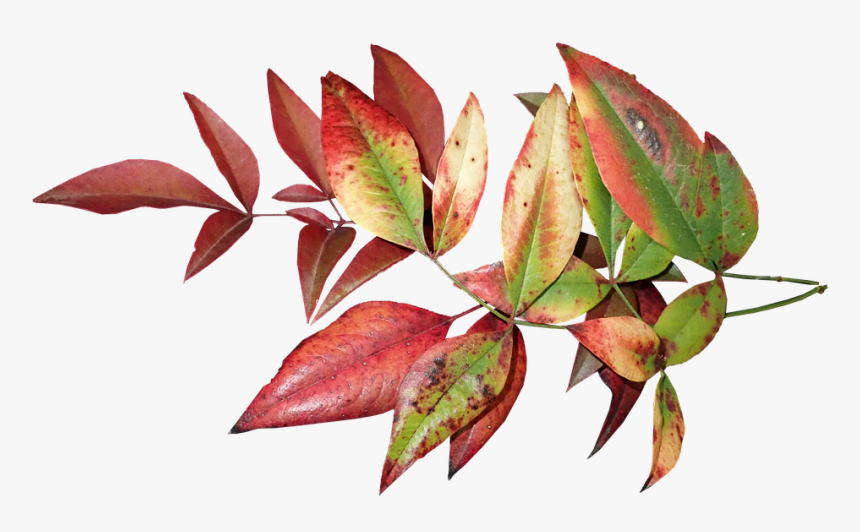 Leaves, Autumn, Fall, Colorful, Foliage, Nature - Folhagem Colorida Png, Transparent Png