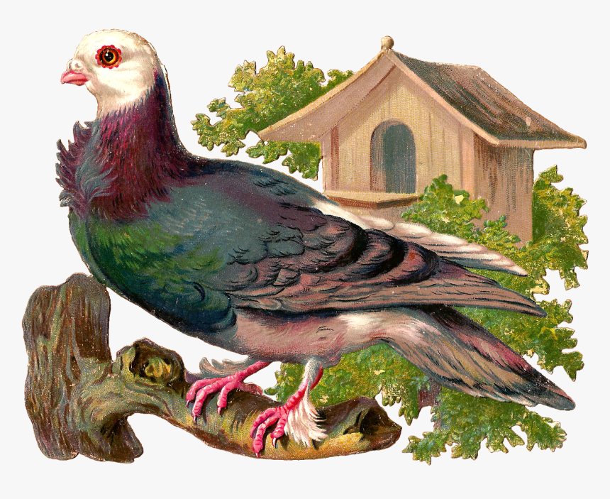 Pigeons And Doves, HD Png Download