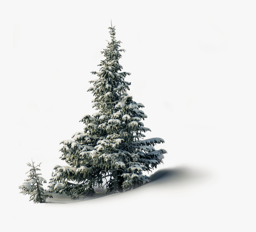 Christmas Tree, HD Png Download