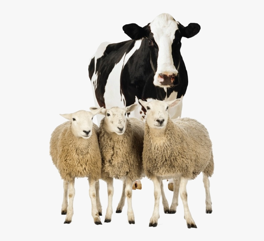 Dairy Cow Transparent Background, HD Png Download