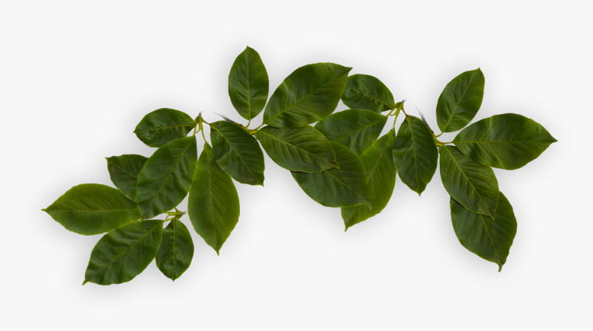 Houseplant, HD Png Download