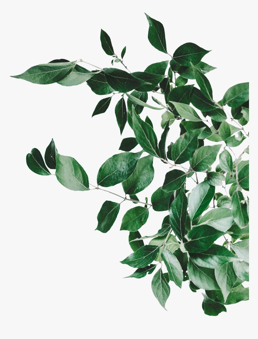 Folhas Png, Transparent Png