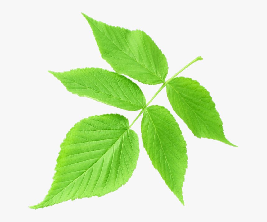 รูป ใบไม้ สี เขียว, HD Png Download
