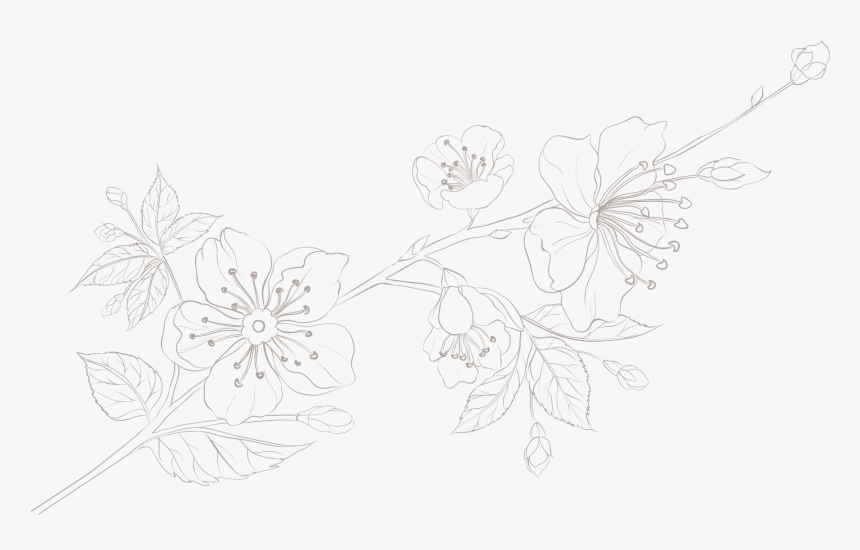 Honeysuckle, HD Png Download