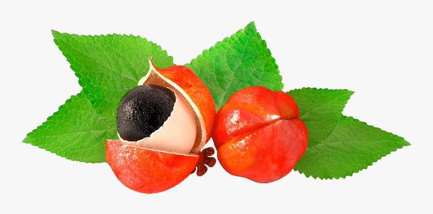 Guarana - Guarana Png, Transparent Png