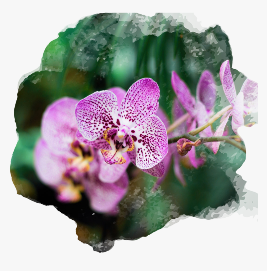 Plantas Hornamentales Con Sus Nombres, HD Png Download