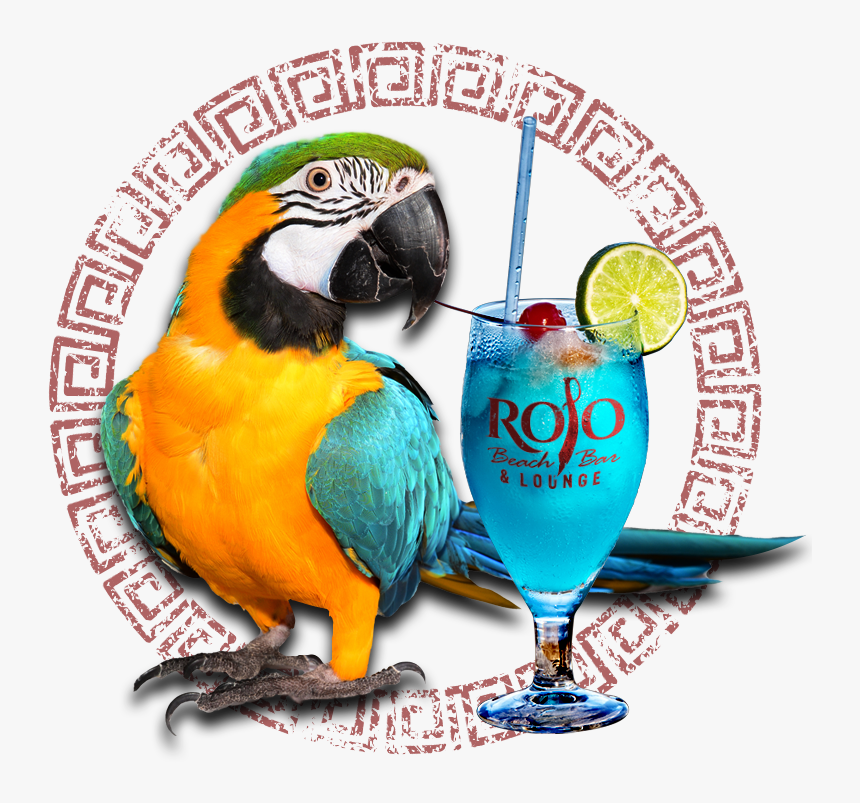 Macaw, HD Png Download