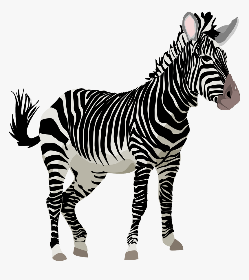 Zebra, África, Animal, Safari, Jardim Zoológico - Zebra Transparent, HD Png Download
