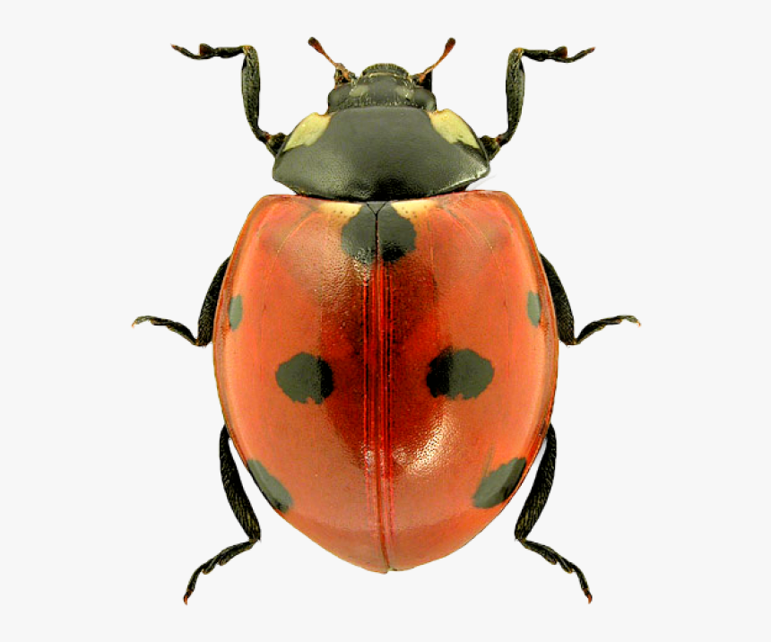 Lady Bug Png Free Download - Ladybug With No Background, Transparent Png