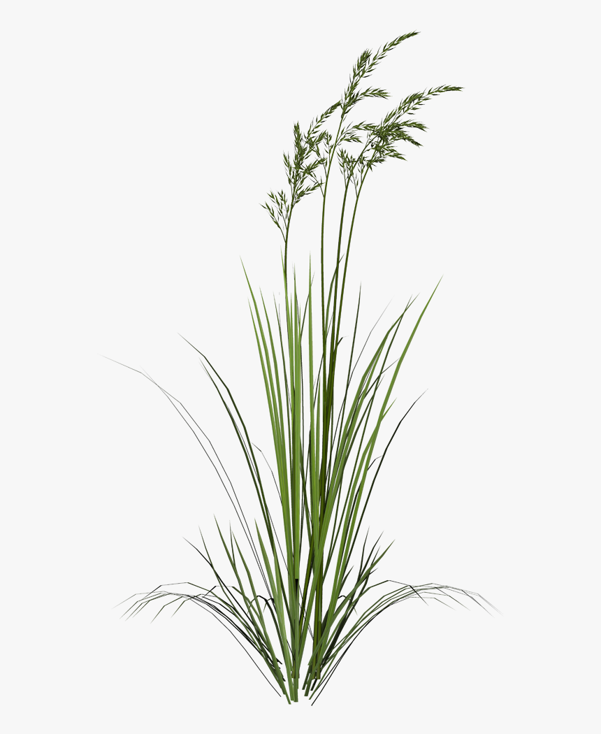 Sweet Grass, HD Png Download