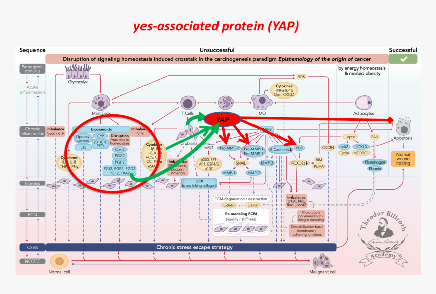 Diagram, HD Png Download