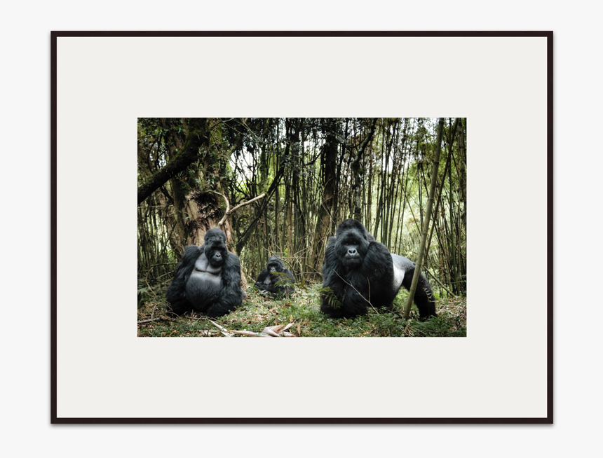 Family Portrait Chris Schmid - Gorilla, HD Png Download