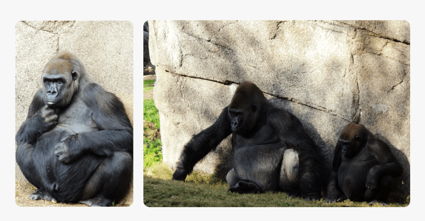 Gorillas - Western Lowland Gorilla, HD Png Download
