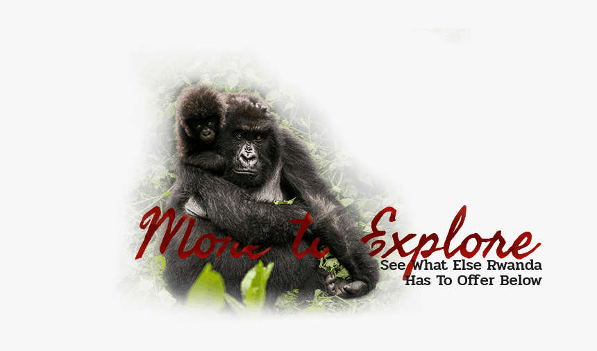 Macaque, HD Png Download