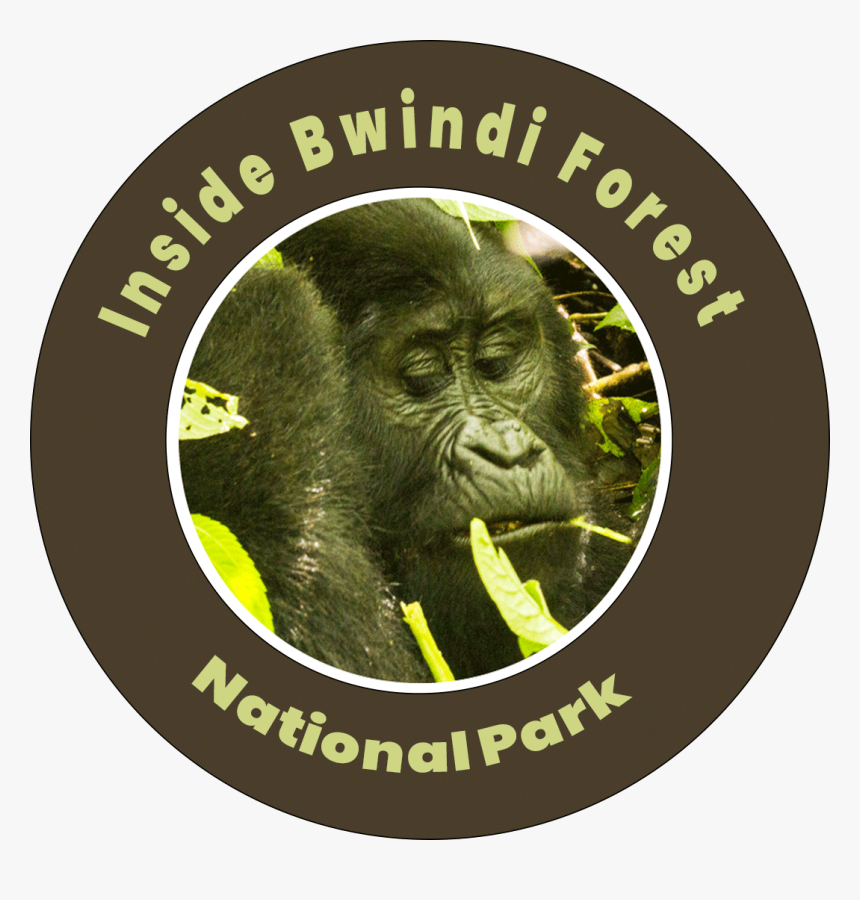 Inside Bwindi Forest National Park - Gloucester Road Tube Station, HD Png Download