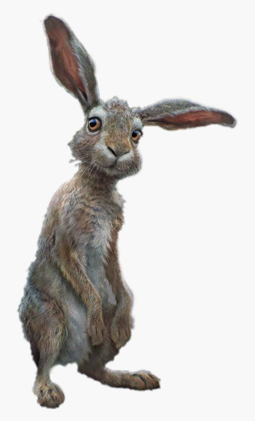 #conejo #rabbit - Brown Hare, HD Png Download