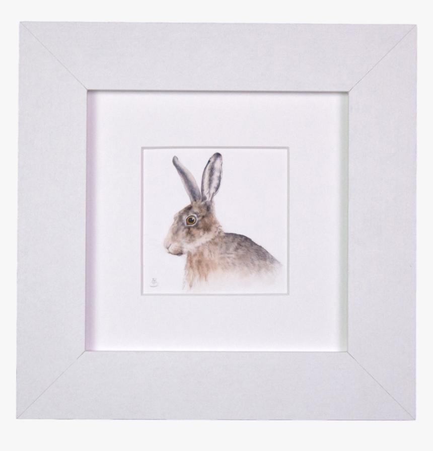 Hares Drawing White Tailed Jackrabbit - Swamp Rabbit, HD Png Download