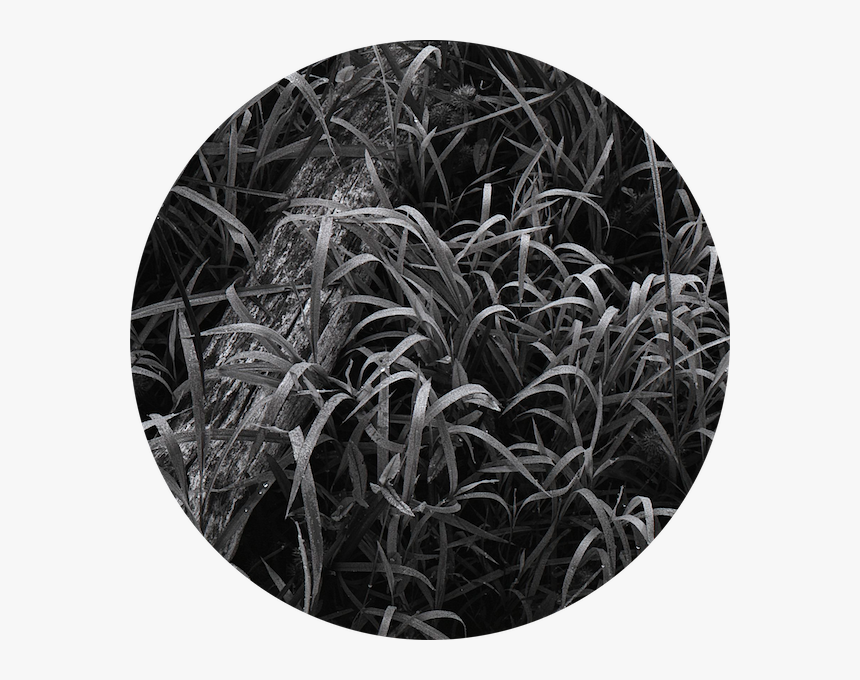 Fallen Tree In Dew Covered Grasses - Grass, HD Png Download