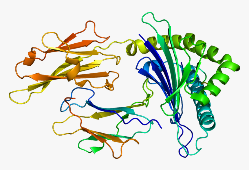 Human Leukocyte Antigen Hla Protein, HD Png Download