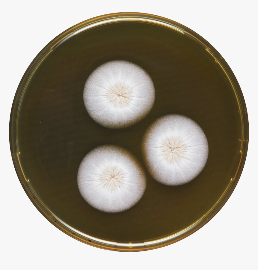 Aspergillus Haitiensis Meaox - Vegetable, HD Png Download