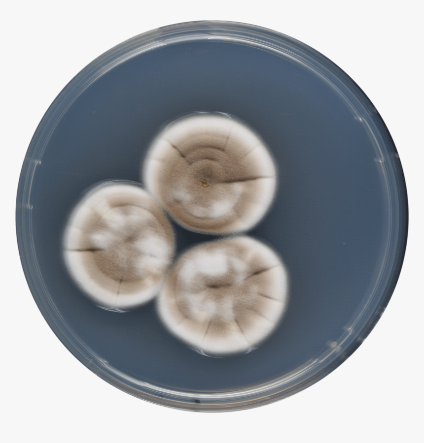 Aspergillus Keveii Cya - Agaricus, HD Png Download