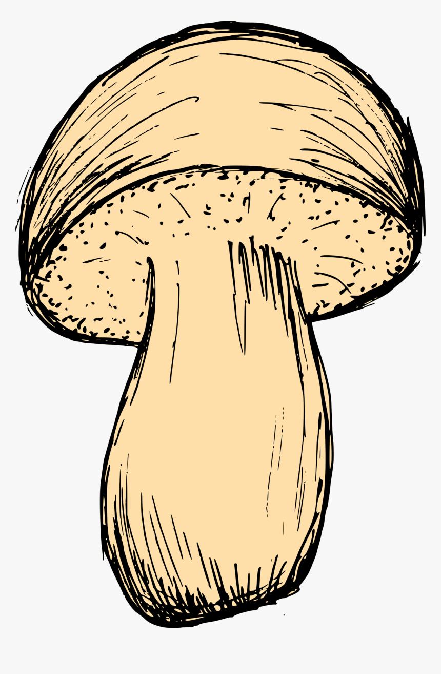 Mushroom Drawing 3 - Mushroom, HD Png Download
