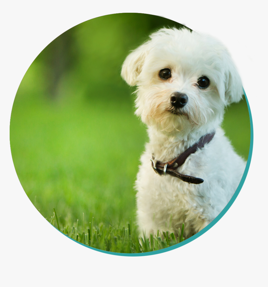 Cute Professional Dog, HD Png Download