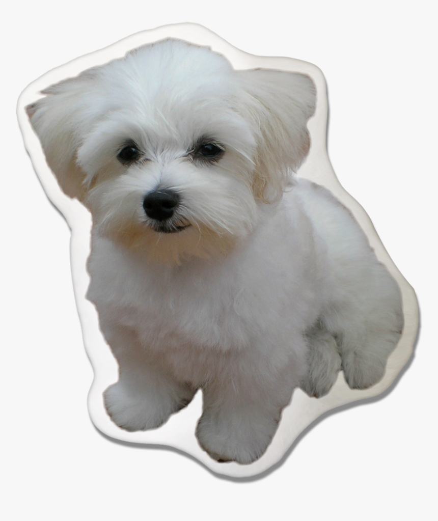 Maltese, HD Png Download
