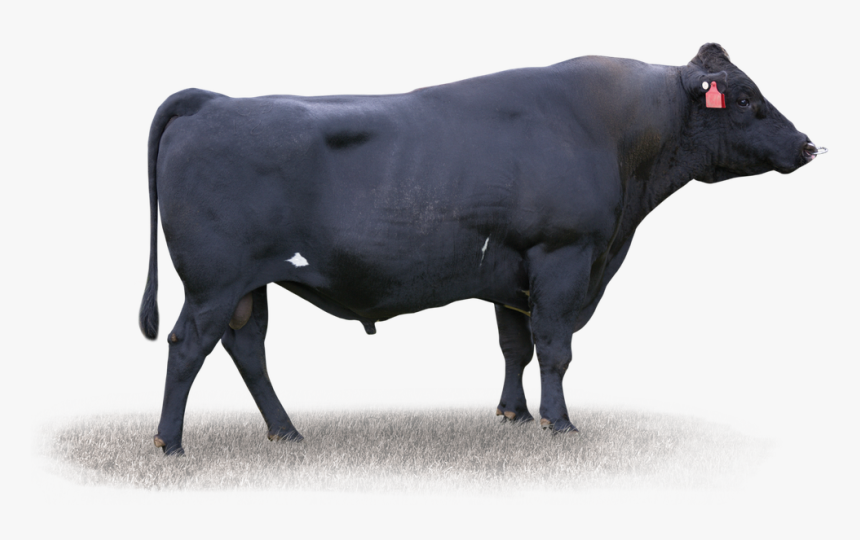 Bull, HD Png Download
